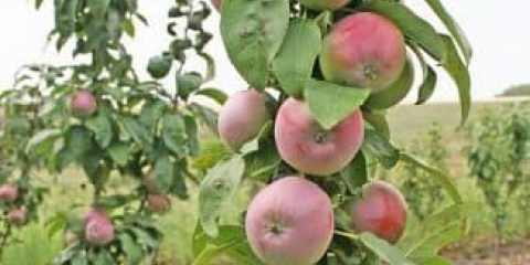 Definicija stubastih stabala jabuke i karakteristike njihovog formiranja